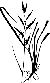 Attēlu rezultāti vaicājumam “Brachypodium pinnatum”