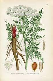 Attēlu rezultāti vaicājumam “Peucedanum palustre flower”