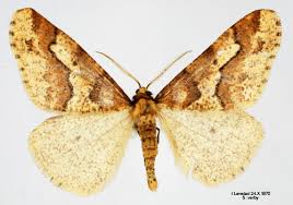 Attēlu rezultāti vaicājumam “Erannis defoliaria”