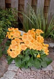 Attēlu rezultāti vaicājumam “Primula elatior flower”