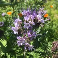 Attēlu rezultāti vaicājumam “Phacelia tanacetifolia leaf”