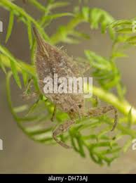 Attēlu rezultāti vaicājumam “Nepa cinerea nymph”