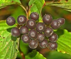 Attēlu rezultāti vaicājumam “Cornus sanguinea fruit”