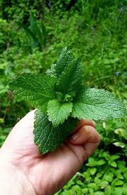 Attēlu rezultāti vaicājumam “Melissa officinalis”