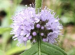 Attēlu rezultāti vaicājumam “Mentha arvensis flower”