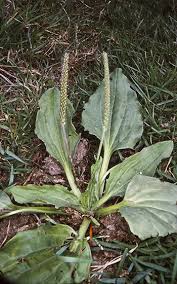 Attēlu rezultāti vaicājumam “Plantago major flower”