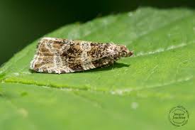 Attēlu rezultāti vaicājumam “Orthotaenia undulana”