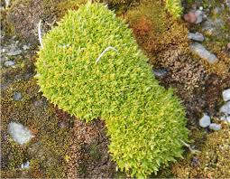 Attēlu rezultāti vaicājumam “Sanionia uncinata  sporophyte”