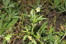 Attēlu rezultāti vaicājumam “Viola arvensis”