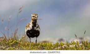 Attēlu rezultāti vaicājumam “Pluvialis apricaria adult”