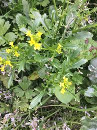 Attēlu rezultāti vaicājumam “Saxifraga cymbalaria fruit”