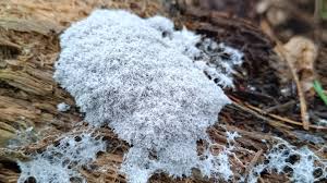 Attēlu rezultāti vaicājumam “Fuligo leviderma plasmodium”