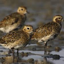 Attēlu rezultāti vaicājumam “Pluvialis apricaria”