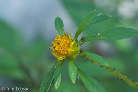 Attēlu rezultāti vaicājumam “Bidens frondosa flower”