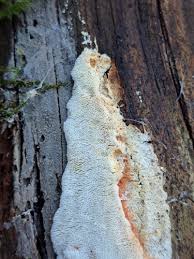 Attēlu rezultāti vaicājumam “Postia rennyi”