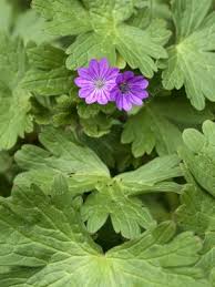 Attēlu rezultāti vaicājumam “Geranium pyrenaicum”