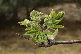 Attēlu rezultāti vaicājumam “Sorbus aucuparia bud”
