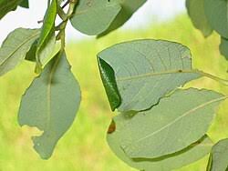 Attēlu rezultāti vaicājumam “Caloptilia stigmatella”