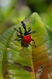 Attēlu rezultāti vaicājumam “Attelabidae”