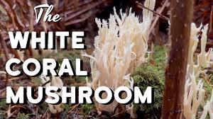 Attēlu rezultāti vaicājumam “Clavulina coralloides”
