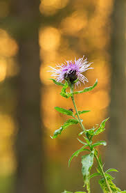 Attēlu rezultāti vaicājumam “Centaurea phrygia flower”