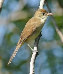 Image result for Acrocephalus aedon