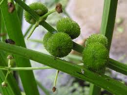 Attēlu rezultāti vaicājumam “Sagittaria sagittifolia”