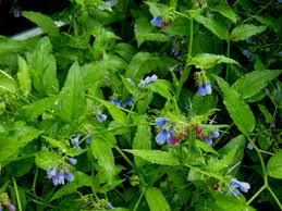 Attēlu rezultāti vaicājumam “Symphytum asperum flower”