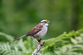 Image result for Zonotrichia albicollis