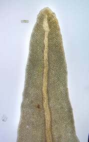 Attēlu rezultāti vaicājumam “Anomodon viticulosus”