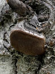 Attēlu rezultāti vaicājumam “Phellinus tremulae”