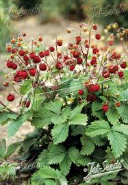 Attēlu rezultāti vaicājumam “Fragaria vesca”