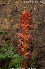 Attēlu rezultāti vaicājumam “Orobanchaceae”