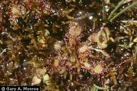 Attēlu rezultāti vaicājumam “Drosera anglica leaf”