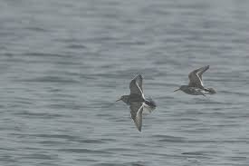 Attēlu rezultāti vaicājumam “Calidris maritima”