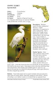 Image result for Egretta thula