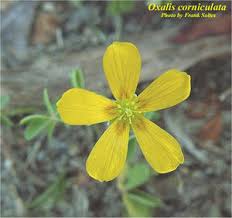 Attēlu rezultāti vaicājumam “Oxalis corniculata”