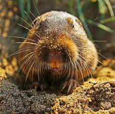 Attēlu rezultāti vaicājumam “Rodentia”