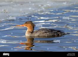 Attēlu rezultāti vaicājumam “Mergus serrator female”