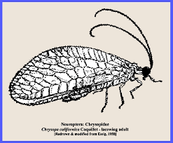 Attēlu rezultāti vaicājumam “Neuroptera”