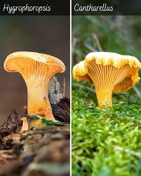 Attēlu rezultāti vaicājumam “Hygrophoropsis aurantiaca”