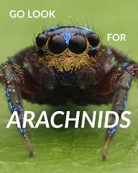 Attēlu rezultāti vaicājumam “Gloiodon strigosus”