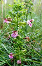 Attēlu rezultāti vaicājumam “Pedicularis palustris”