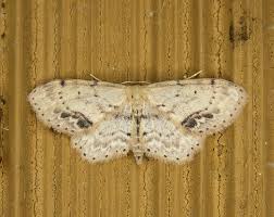 Attēlu rezultāti vaicājumam “Idaea dimidiata”