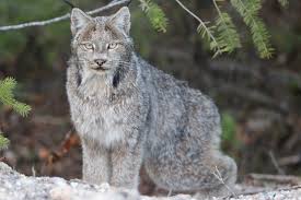 Attēlu rezultāti vaicājumam “Lynx lynx”