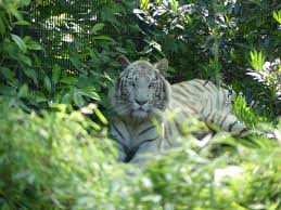 Afbeeldingsresultaat voor tijgers