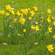 Attēlu rezultāti vaicājumam “Tulipa sylvestris”