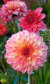 Image result for Dahlia x pinnata `Pompon Lilliput`