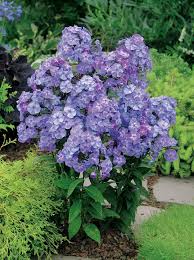 Image result for Phlox (großblumig)