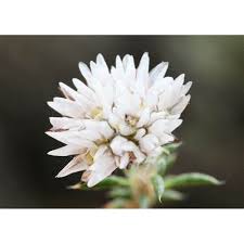 Attēlu rezultāti vaicājumam “Weissia squarrosa”